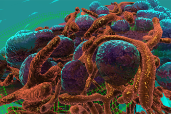 Journey to the Centre of the Cell