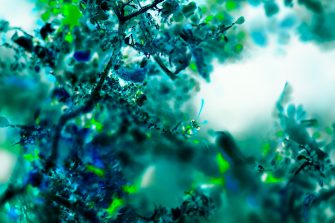 Jane Michaele Cameron, Bull ant Umwelt 1, 2024, digitally manipulated macro photograph, Epson Surecolour P90790 on Photolustre Premium RC, 250gsm, 160 x 111.5cm, 2024. Image courtesy the artist.