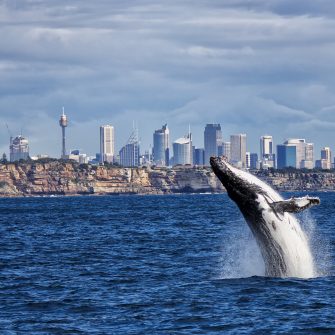 Environmental humanities