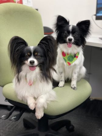Therapy dogs Austin & Ako