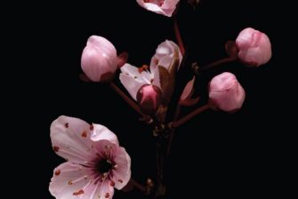 PSYCHOANALYSIS BEYOND THE HUMAN