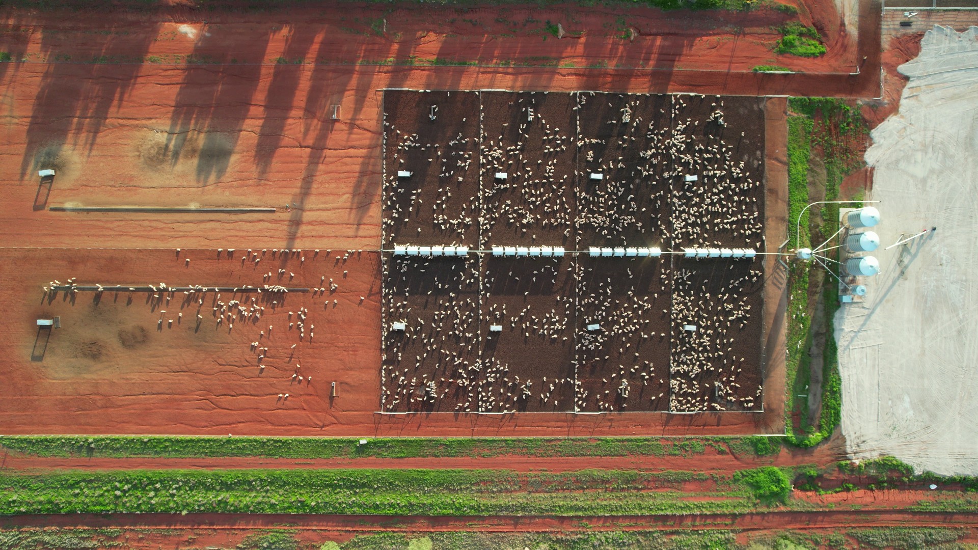 A drone image of sheep scattered in a feedlot. The earth in the feedlot is dark brown with no greenery. The earth around is red and dry.