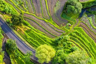 Birds eye view of rice paddies