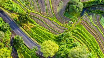 Birds eye view of rice paddies
