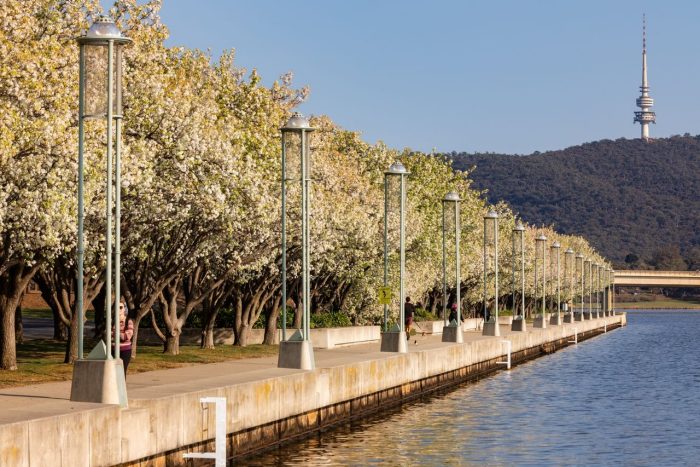 Spring blossoms around Canberra's Lake Burley Griffin