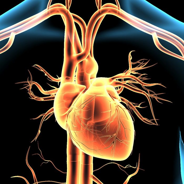 3d illustration human body heart and brain Nervous