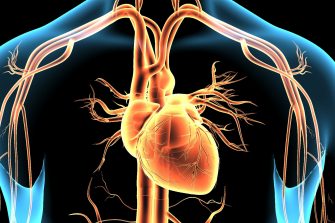 3d illustration human body heart and brain Nervous