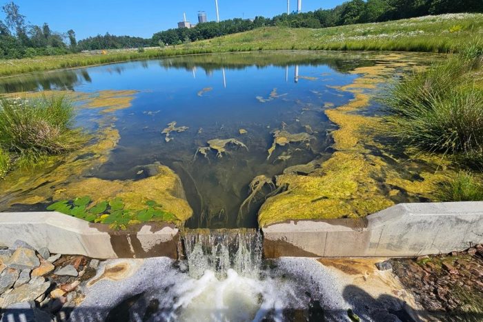 Pond with algae with vegetation and blue sky in the background
