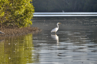 The Blue Carbon Method is focused on the introduction of tidal flows to low-lying coastal floodplains through the modification or removal of existing infrastructure.