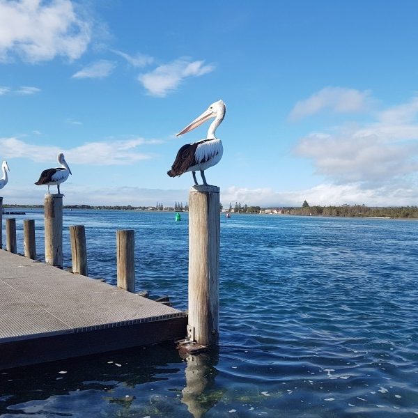 Pelicans shown on a warf