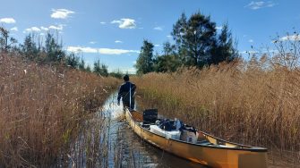 The specific challenge faced by the Tomago Wetland Restoration Project was to design and build a system that would naturally encourage saltmarsh regeneration, an ecological community in serious decline in NSW. 