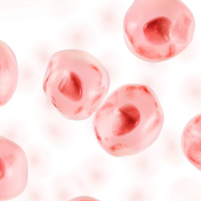 Embryonic stem cell. Human cell. 3d illustration.