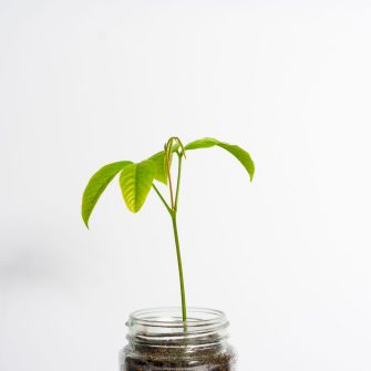Plant growing from a jar