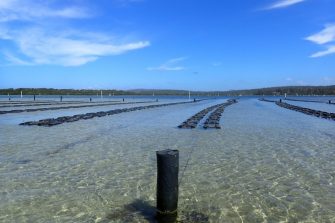 Protecting oyster productivity through evidence-based decision making