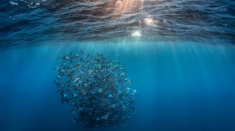 Monk Rays shoal in the Pacific