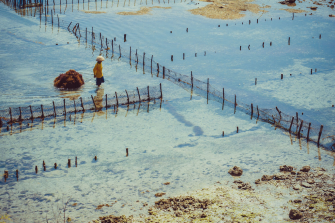 seaweed harvester bali indonesia SDR Hub