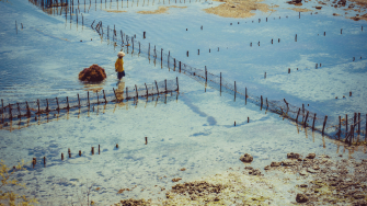 UNSW Sustainable Development Reform Hub supports global movement towards more sustainable ocean management