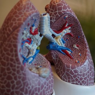Model of lungs