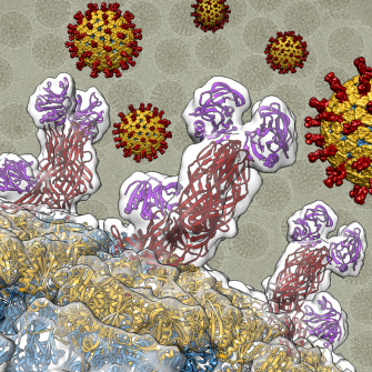 Luque Group: Viral Macromolecular Structures