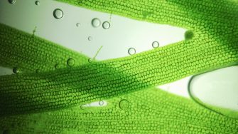 Close-up of microorganism algae