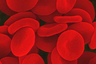 red blood cells