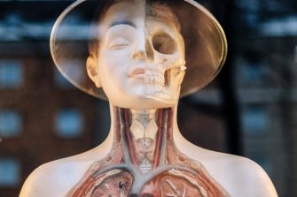 Human body plastic model