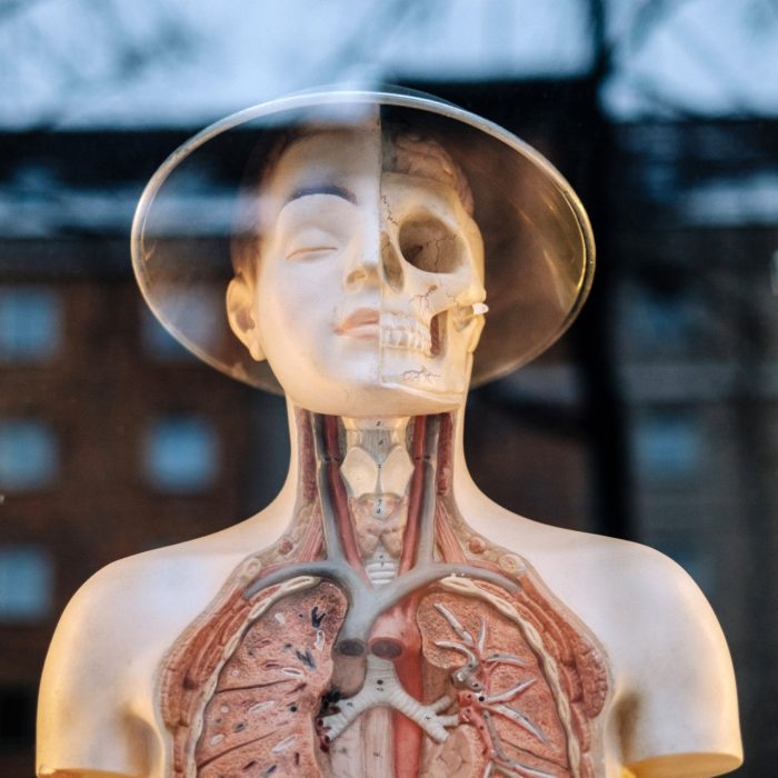 Human body plastic model