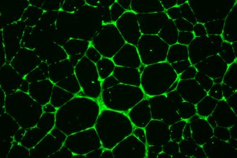 Retinal Research Group data image
