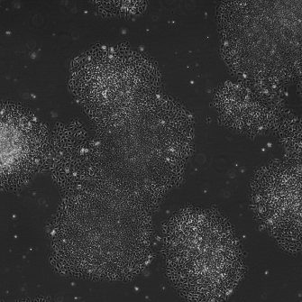 Single-lineage-cell-differentiation