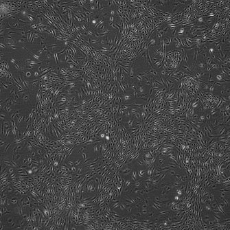 Microscope image showing single lineage cell differentiation