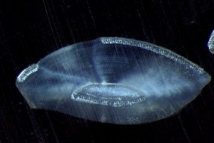 Microscopic scan from showing tiny organic material