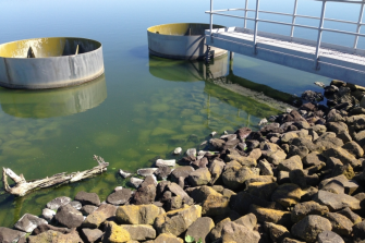Image of alge on rocks in wasterwater pond