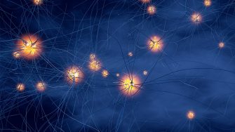 A network of neurons