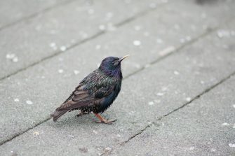 Common starling bird on a pavement
