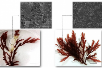 Understanding disease in seaweeds
