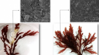 Understanding disease in seaweeds