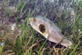 Foreshore stabilisation