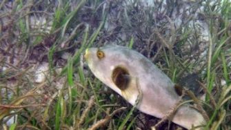 Foreshore stabilisation