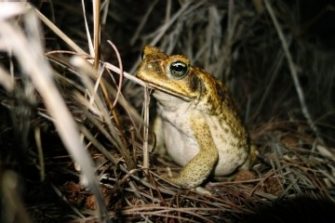 Cane toad
