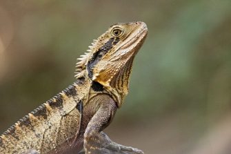 Bearded dragon on rock
