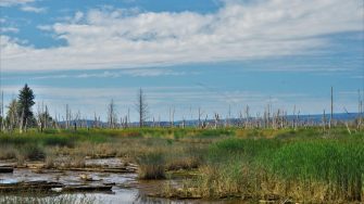 Lake edge with trees and hills in background and blue sky