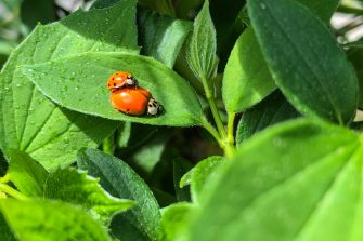 Red and black ladybugs on green leaf