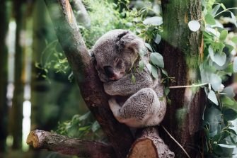 Koala asleep in a tree fork