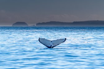 Whale tail in the ocean
