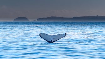 Whale tail in the ocean