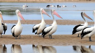 Australian Pelican, The Entrance, Central NSW, Australia