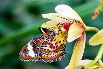 Orange Lacewing butterfly and an orchid flower (Cymbidium cultivar?) at Conservatory in the Cairns Botanic Gardens