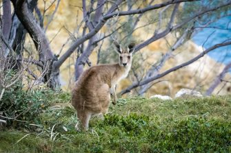 Grey kangaroo at Stradbroke Island, Australia