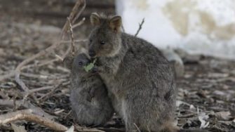 Two setonix brachyurus sharing a feed