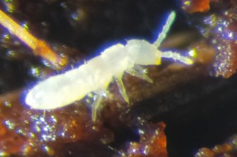 Clonal reproduction and variation